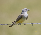 Western Kingbird